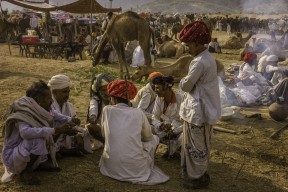Rajasthan With Pushkar Camel Fair Tour