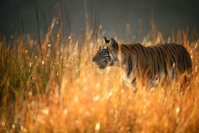 Bandhavgarh Wildlife Tour