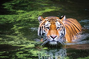 India Wildlife Tour Package