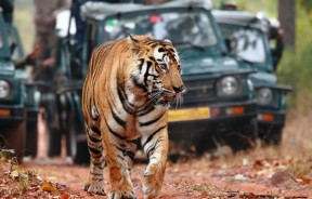 Ranthambhor Wildlife Travel Package