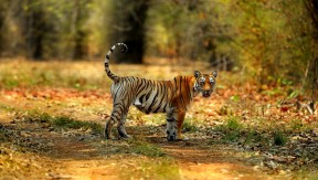 Rajasthan Wildlife Tour
