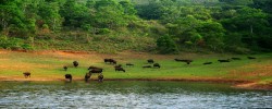 Thekkady